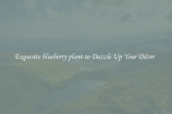 Exquisite blueberry plant to Dazzle Up Your Décor  